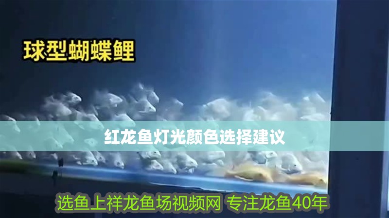 紅龍魚燈光顏色選擇建議