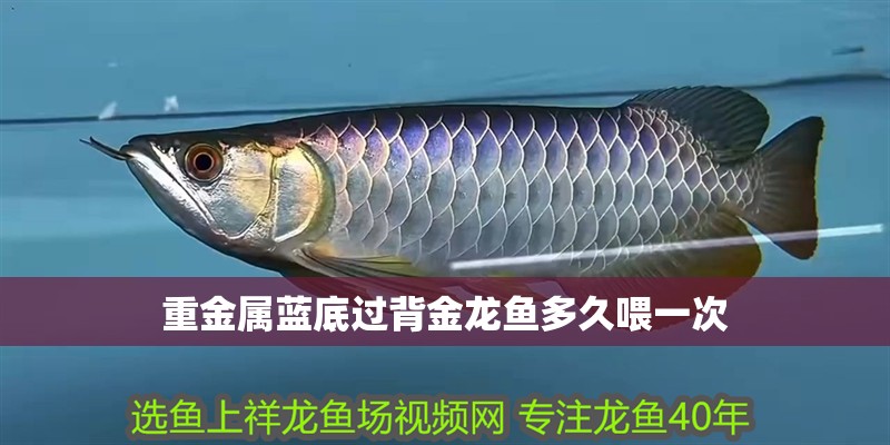 重金屬藍底過背金龍魚多久喂一次