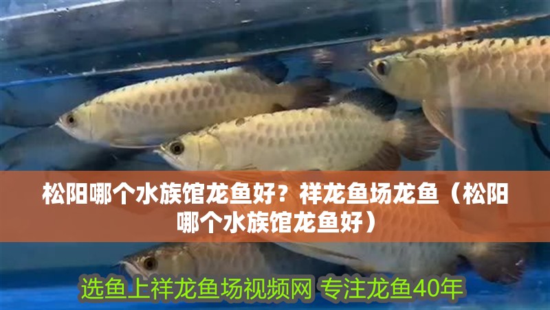 松陽哪個水族館龍魚好？祥龍魚場龍魚（松陽哪個水族館龍魚好）