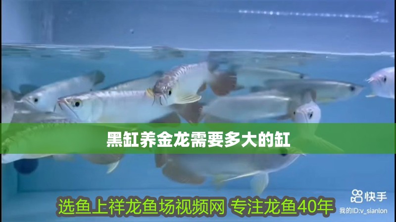 黑缸養金龍需要多大的缸