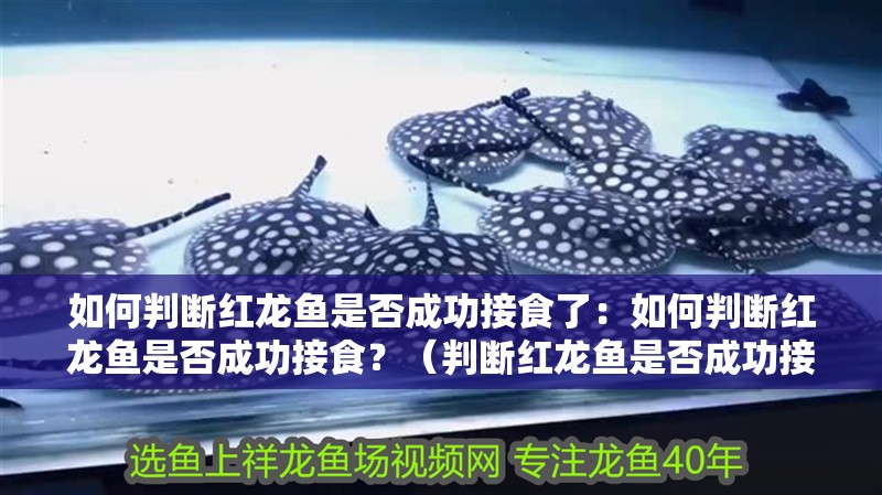 如何判斷紅龍魚是否成功接食了：如何判斷紅龍魚是否成功接食？（判斷紅龍魚是否成功接食，紅龍魚是否成功接食的重要方法）