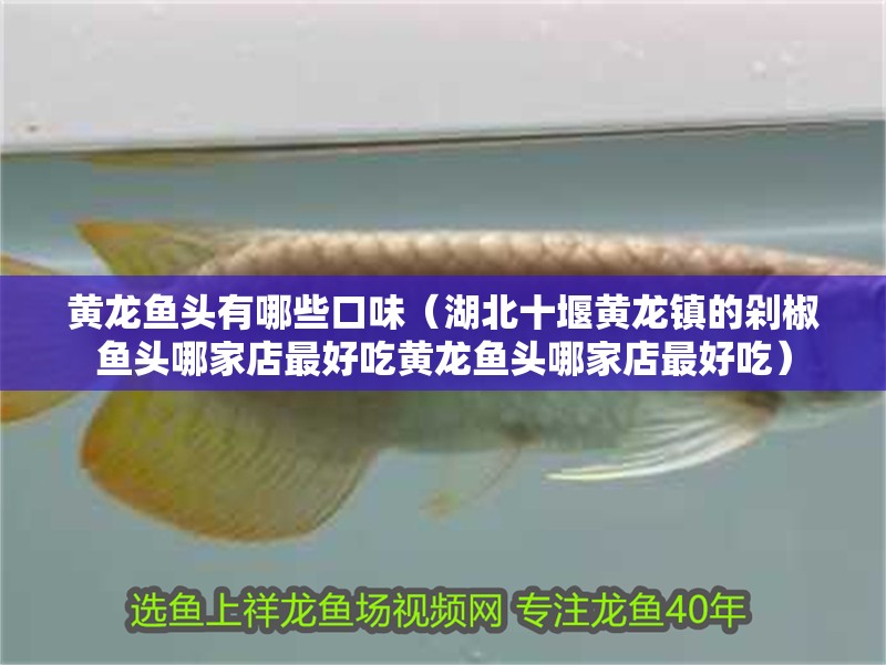 黃龍魚頭有哪些口味（湖北十堰黃龍鎮(zhèn)的剁椒魚頭哪家店最好吃黃龍魚頭哪家店最好吃）