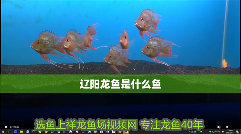 遼陽龍魚是什么魚