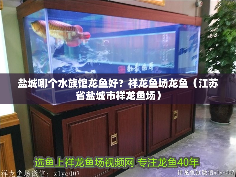 鹽城哪個水族館龍魚好？祥龍魚場龍魚（江蘇省鹽城市祥龍魚場）