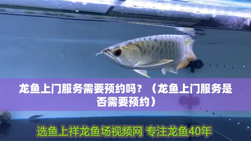 虎魚天天黑來點赤瞳黃金 龍魚上門服務需要預約嗎?(龍魚上門服務是否需要預約) 龍魚百科 龍魚上門服務需要預約嗎?(龍魚上門服務是否需要預約) 龍魚上門服務需要預約嗎?(龍魚上門服務是否需要預約) 龍魚百科