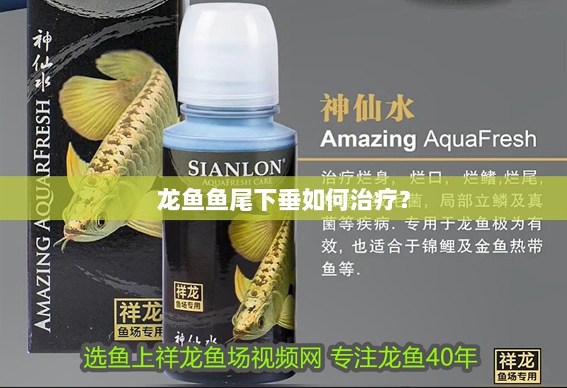 龍魚魚尾下垂如何治療？