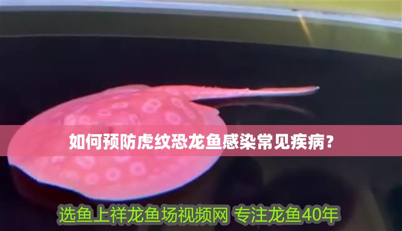 如何預防虎紋恐龍魚感染常見疾病？