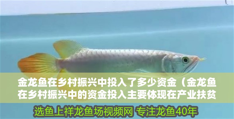 金龍魚在鄉村振興中投入了多少資金（金龍魚在鄉村振興中的資金投入主要體現在產業扶貧和產業鏈建設方面）