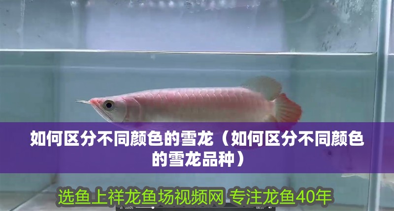 如何區分不同顏色的雪龍（如何區分不同顏色的雪龍品種）