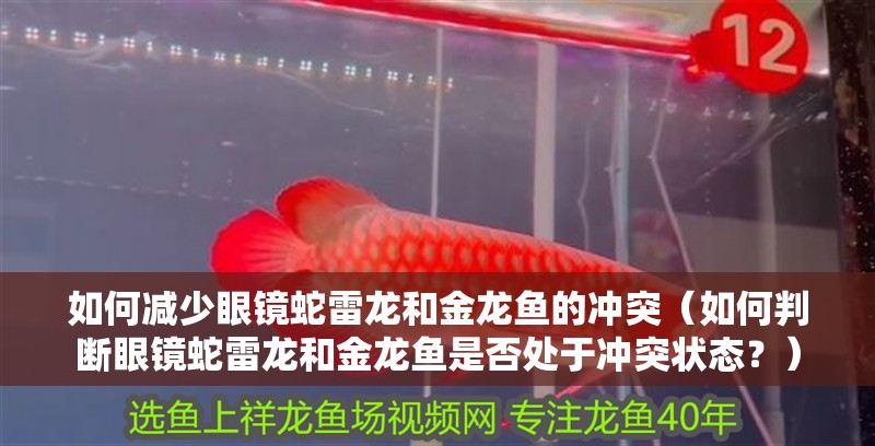 如何減少眼鏡蛇雷龍和金龍魚的沖突（如何判斷眼鏡蛇雷龍和金龍魚是否處于沖突狀態？） 如何減少眼鏡蛇雷龍和金龍魚的沖突（如何判斷眼鏡蛇雷龍和金龍魚是否處于沖突狀態？） 龍魚百科