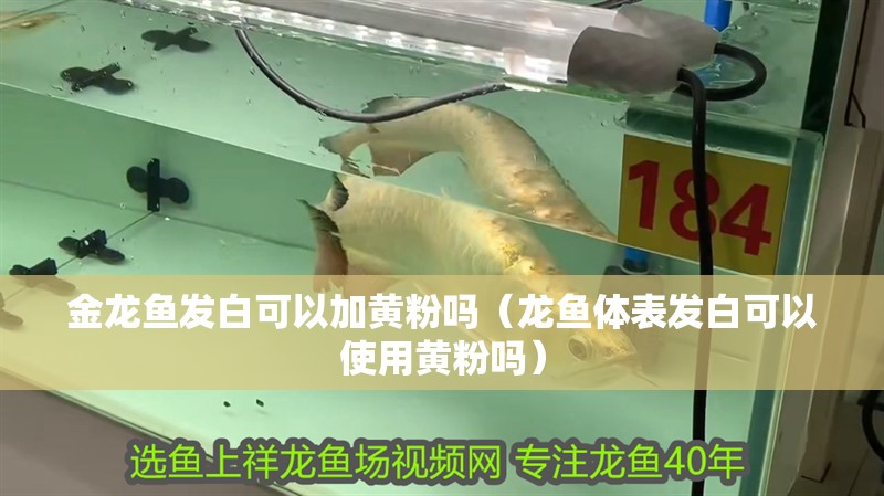 金龍魚發(fā)白可以加黃粉嗎（龍魚體表發(fā)白可以使用黃粉嗎）