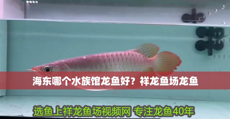 海東哪個水族館龍魚好？祥龍魚場龍魚