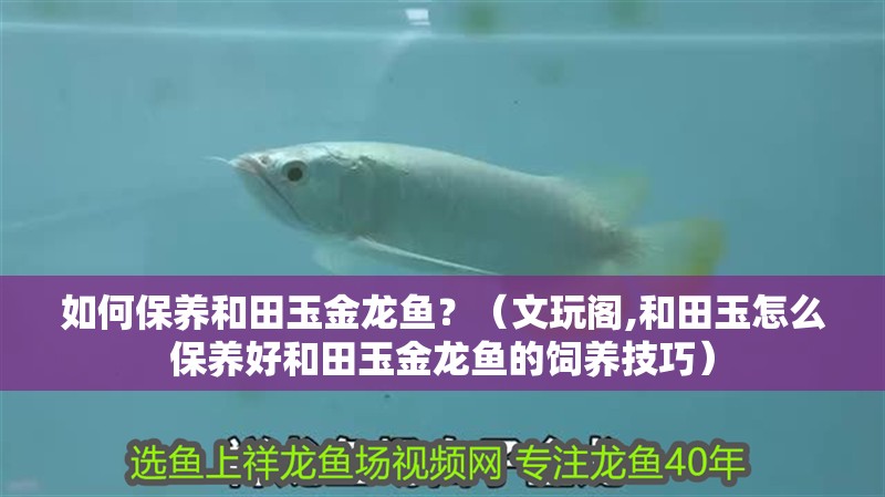 如何保養<strong><mark>和田</mark></strong>玉金龍魚？（文玩閣,<strong><mark>和田</mark></strong>玉怎么保養好<strong><mark>和田</mark></strong>玉金龍魚的飼養技巧）