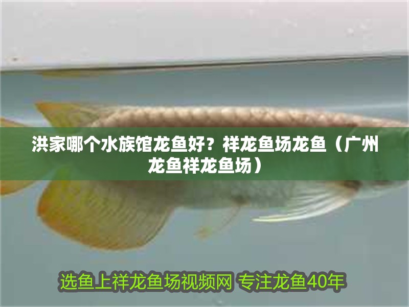 洪家哪個水族館龍魚好？祥龍魚場龍魚（廣州龍魚祥龍魚場）