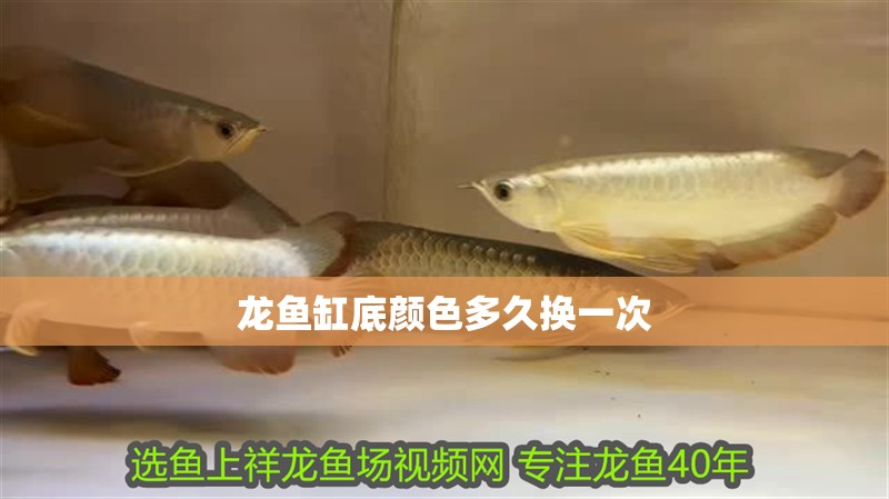 龍魚缸底顏色多久換一次 龍魚缸底顏色多久換一次 龍魚百科