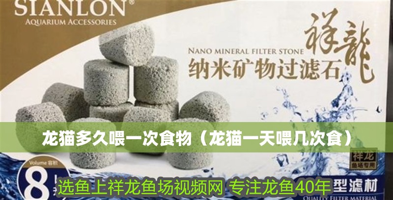 龍貓多久喂一次食物（龍貓一天喂幾次食）