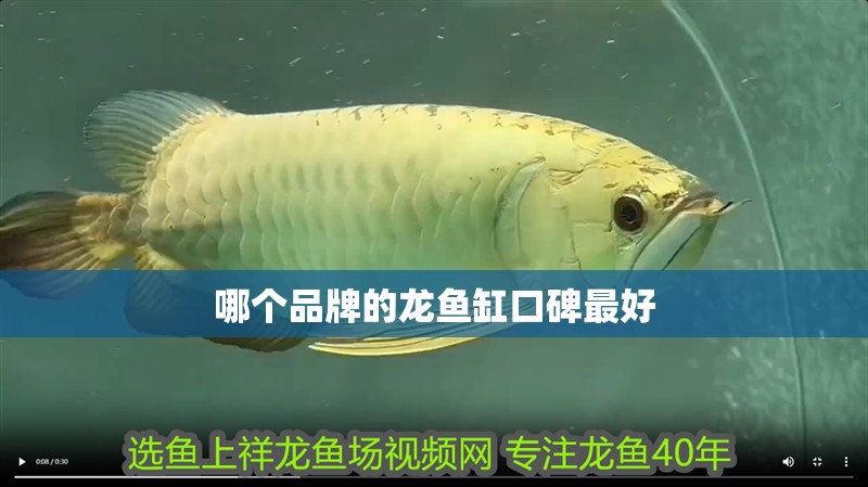哪個(gè)品牌的龍魚缸口碑最好 哪個(gè)品牌的龍魚缸口碑最好 龍魚百科
