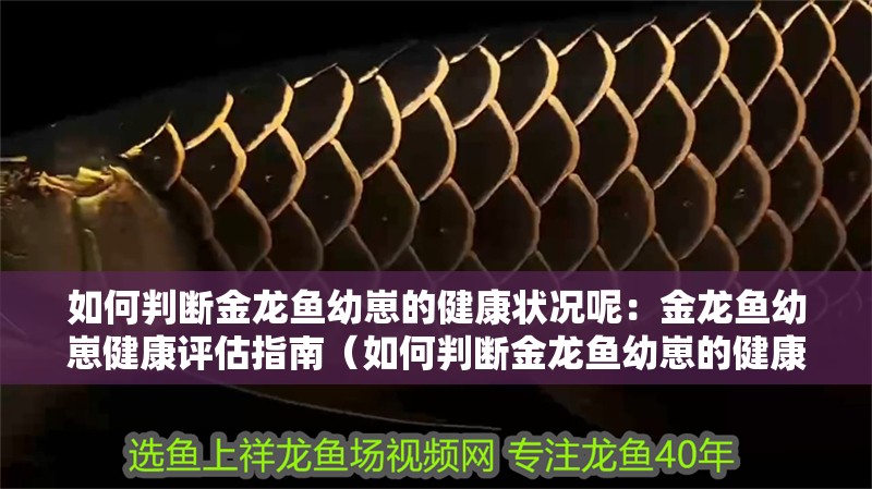 如何判斷金龍魚幼崽的健康狀況呢：金龍魚幼崽健康評估指南（如何判斷金龍魚幼崽的健康狀況） 如何判斷金龍魚幼崽的健康狀況呢：金龍魚幼崽健康評估指南（如何判斷金龍魚幼崽的健康狀況） 水族問答