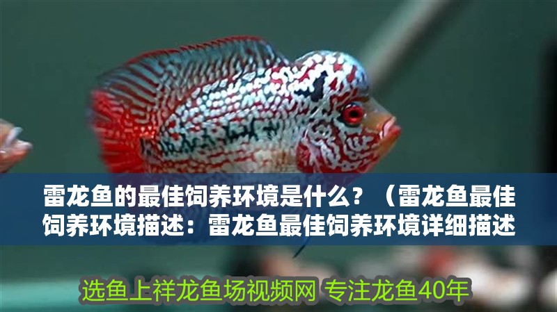 雷龍魚的最佳飼養(yǎng)環(huán)境是什么？（雷龍魚最佳飼養(yǎng)環(huán)境描述：雷龍魚最佳飼養(yǎng)環(huán)境詳細描述） 雷龍魚的最佳飼養(yǎng)環(huán)境是什么？（雷龍魚最佳飼養(yǎng)環(huán)境描述：雷龍魚最佳飼養(yǎng)環(huán)境詳細描述） 龍魚百科