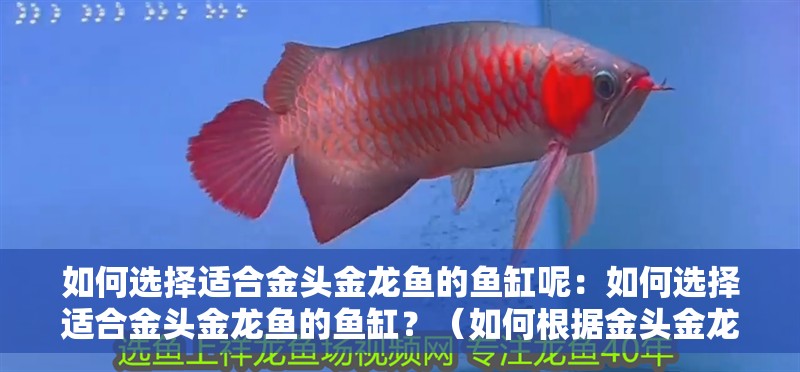 如何選擇適合金頭金龍魚的魚缸呢：如何選擇適合金頭金龍魚的魚缸？（如何根據(jù)金頭金龍魚的特性來選擇適合的魚缸）
