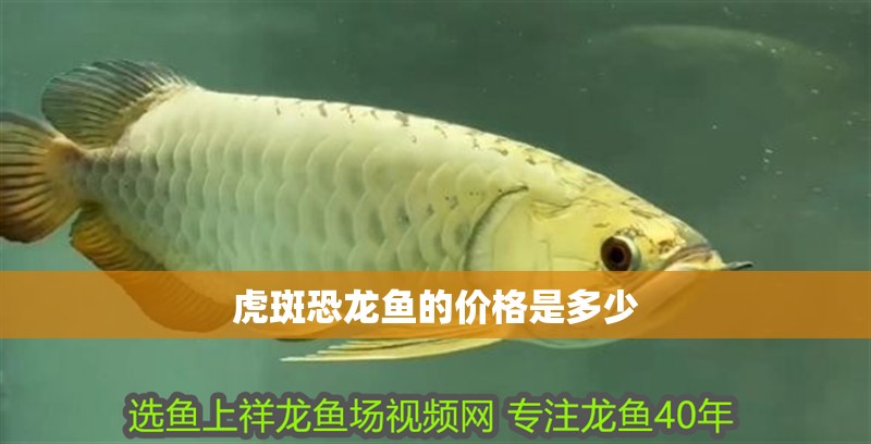 虎斑恐龍魚的價格是多少