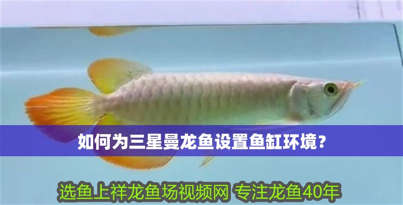 如何為三星曼龍魚設(shè)置魚缸環(huán)境？