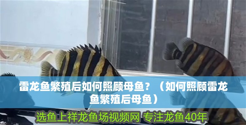 龍魚干蝦有營養嗎 雷龍魚繁殖后如何照顧母魚?(如何照顧雷龍魚繁殖后母魚) 龍魚百科 雷龍魚繁殖后如何照顧母魚?(如何照顧雷龍魚繁殖后母魚) 雷龍魚繁殖后如何照顧母魚?(如何照顧雷龍魚繁殖后母魚) 龍魚百科