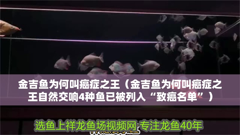 金吉魚為何叫癌癥之王（金吉魚為何叫癌癥之王自然交響4種魚已被列入“致癌名單”）
