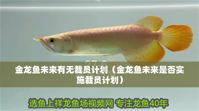 金龍魚未來有無裁員計劃（金龍魚未來是否實施裁員計劃）