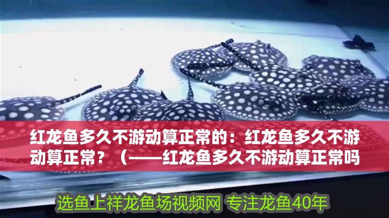 紅龍魚多久不游動算正常的：紅龍魚多久不游動算正常？（——紅龍魚多久不游動算正常嗎）