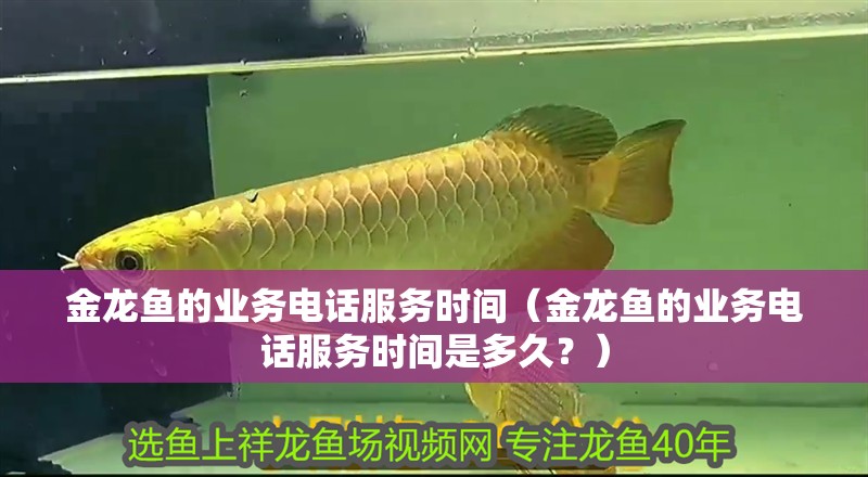 金龍魚的業務電話服務時間（金龍魚的業務電話服務時間是多久？）