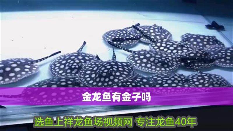 金龍魚(yú)有金子嗎