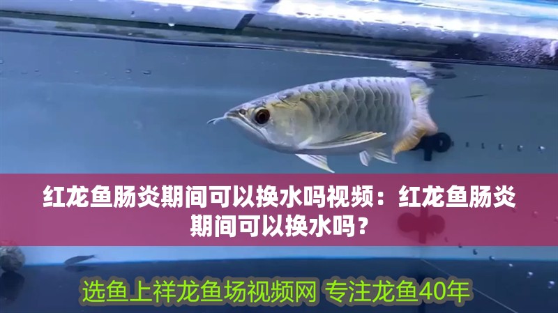 紅龍魚腸炎期間可以換水嗎視頻：紅龍魚腸炎期間可以換水嗎？ 紅龍魚腸炎期間可以換水嗎視頻：紅龍魚腸炎期間可以換水嗎？ 水族問答