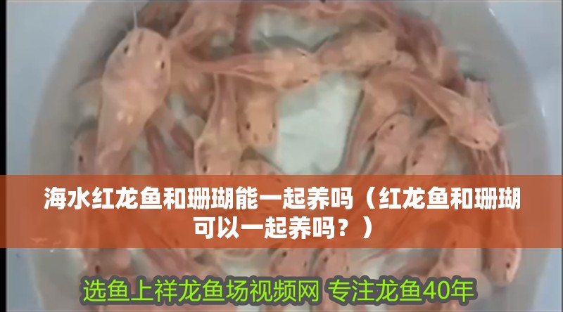 海水紅龍魚和珊瑚能一起養嗎（紅龍魚和珊瑚可以一起養嗎？）