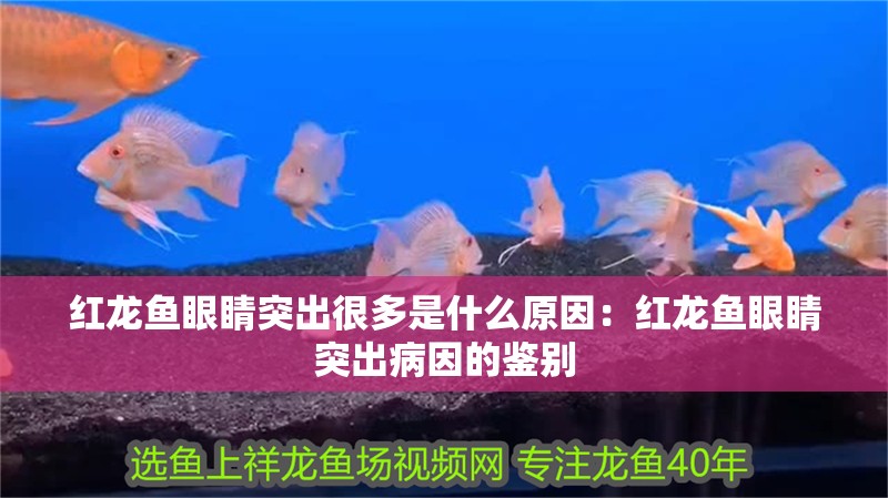 紅龍魚眼睛突出很多是什么原因：紅龍魚眼睛突出病因的鑒別
