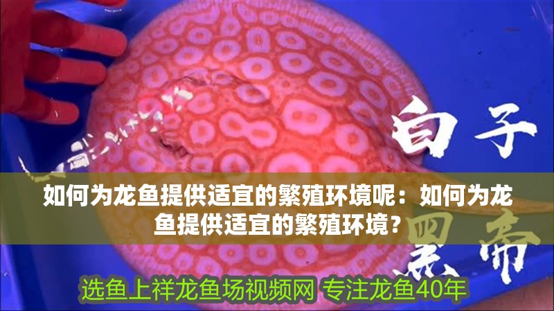 如何為龍魚提供適宜的繁殖環境呢：如何為龍魚提供適宜的繁殖環境？