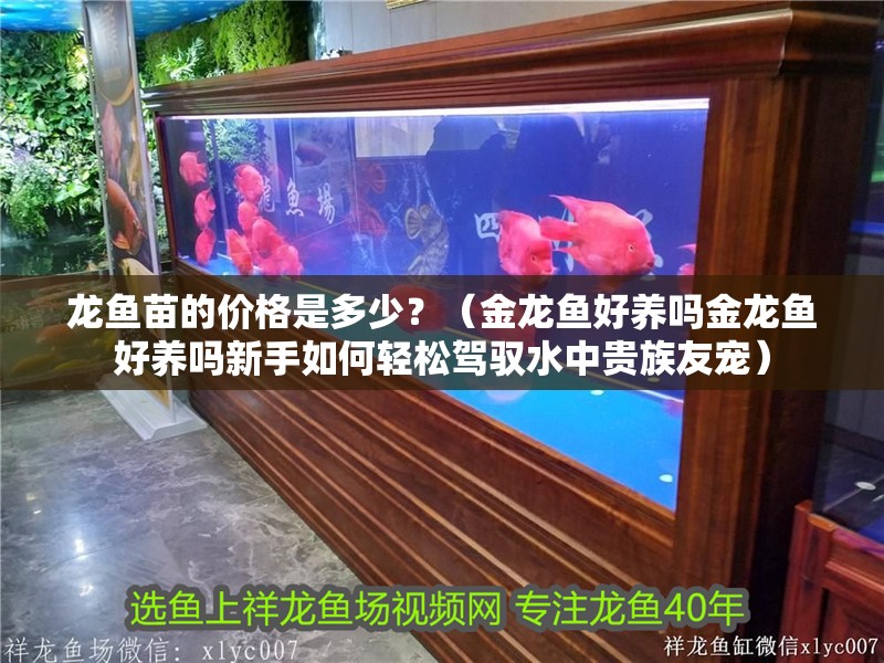 龍魚苗的價格是多少？（金龍魚好養嗎金龍魚好養嗎新手如何輕松駕馭水中貴族友寵）