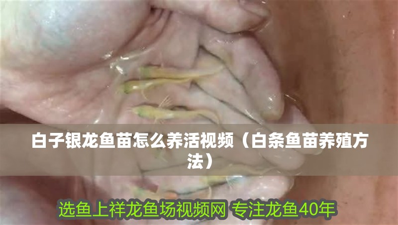 白子銀龍魚苗怎么養(yǎng)活視頻（白條魚苗養(yǎng)殖方法）