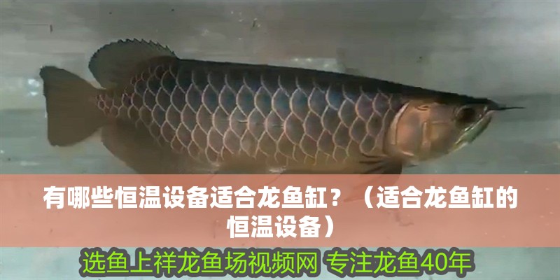 有哪些恒溫設備適合龍魚缸？（適合龍魚缸的恒溫設備）