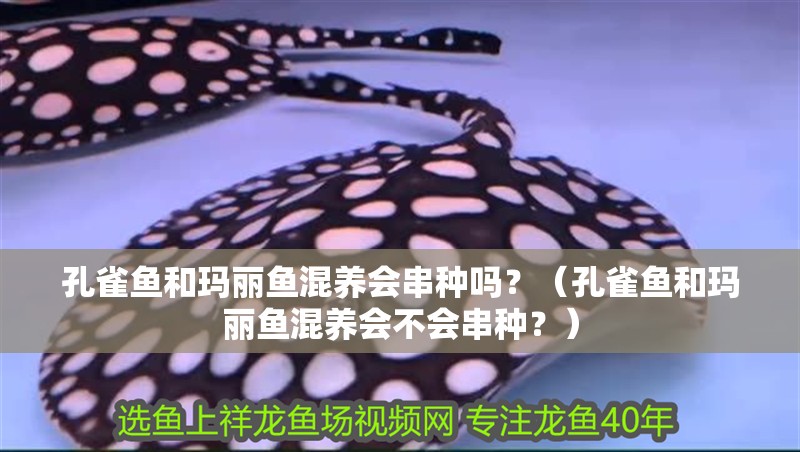 我的虎魚真菌感染了要怎么處理 孔雀魚和瑪麗魚混養會串種嗎?(孔雀魚和瑪麗魚混養會不會串種?) 龍魚百科 孔雀魚和瑪麗魚混養會串種嗎?(孔雀魚和瑪麗魚混養會不會串種?) 孔雀魚和瑪麗魚混養會串種嗎?(孔雀魚和瑪麗魚混養會不會串種?) 龍魚百科