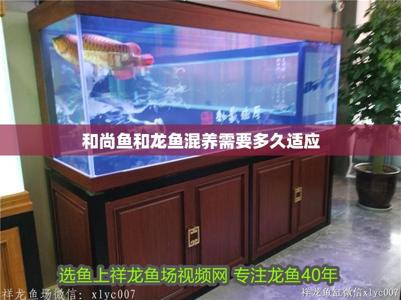 和尚魚和龍魚混養需要多久適應