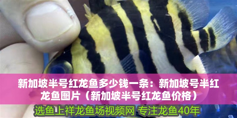 紅龍魚用黃燈烤有用嗎 新加坡半號紅龍魚多少錢一條:新加坡號半紅龍魚圖片(新加坡半號紅龍魚價格) 觀賞魚百科 新加坡半號紅龍魚多少錢一條:新加坡號半紅龍魚圖片(新加坡半號紅龍魚價格) 新加坡半號紅龍魚多少錢一條:新加坡號半紅龍魚圖片(新加坡半號紅龍魚價格) 觀賞魚百科