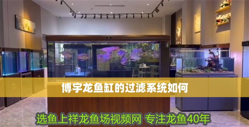 博宇龍魚缸的過濾系統如何