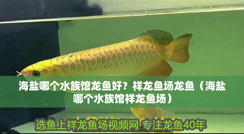 海鹽哪個(gè)水族館龍魚好？祥龍魚場(chǎng)龍魚（海鹽哪個(gè)水族館祥龍魚場(chǎng)）