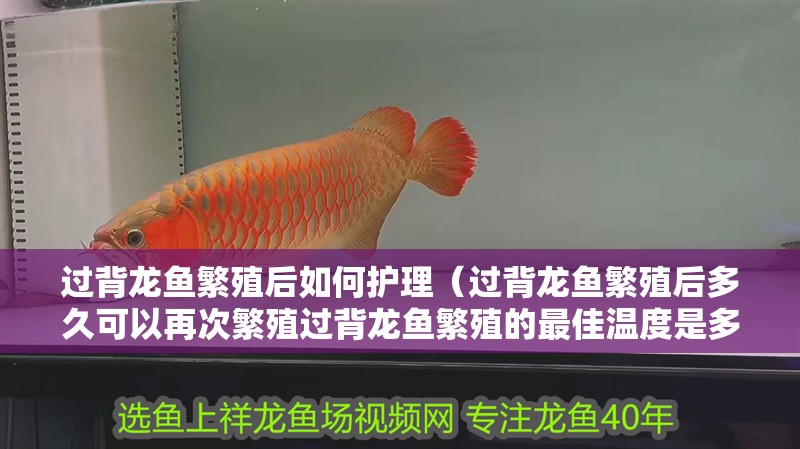 過背龍魚繁殖后如何護理（過背龍魚繁殖后多久可以再次繁殖過背龍魚繁殖的最佳溫度是多少） 過背龍魚繁殖后如何護理（過背龍魚繁殖后多久可以再次繁殖過背龍魚繁殖的最佳溫度是多少） 龍魚百科