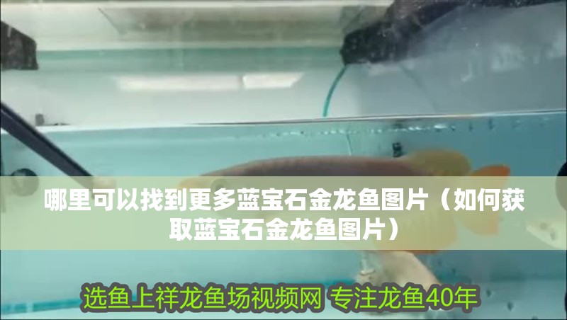哪里可以找到更多藍寶石金龍魚圖片（如何獲取藍寶石金龍魚圖片）
