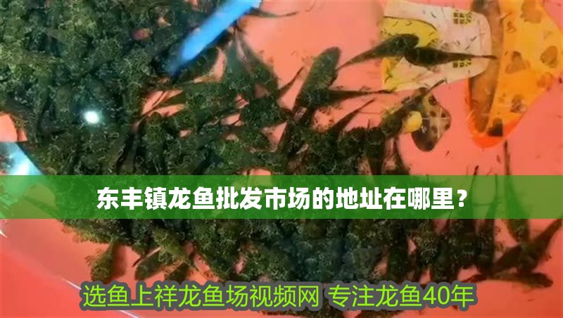 東豐鎮龍魚批發市場的地址在哪里？