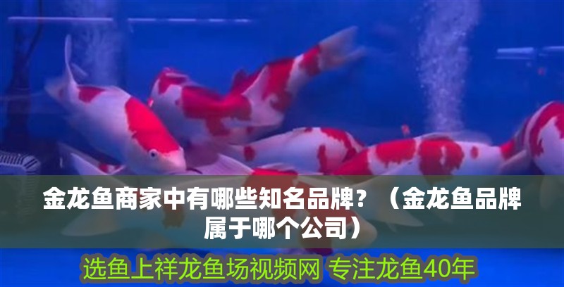 金龍魚商家中有哪些知名品牌？（金龍魚品牌屬于哪個(gè)公司）