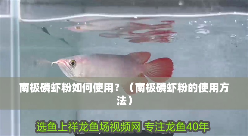 南極磷蝦粉如何使用？（南極磷蝦粉的使用方法） 南極磷蝦粉如何使用？（南極磷蝦粉的使用方法） 龍魚百科