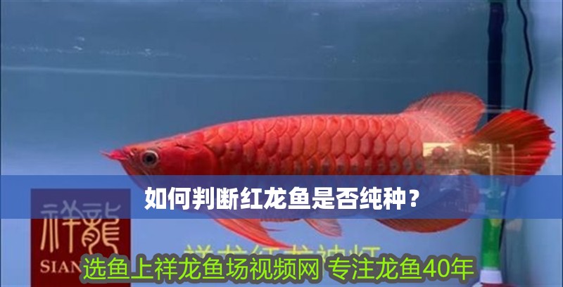 如何判斷紅龍魚是否純種？